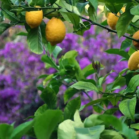 Dei Limoni Сант-Андреа