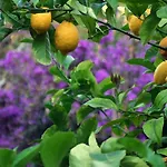 Dei Limoni Сант-Андреа