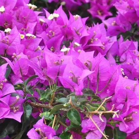 فندق مبيت وإفطار Dei Limoni SantʼAndrea