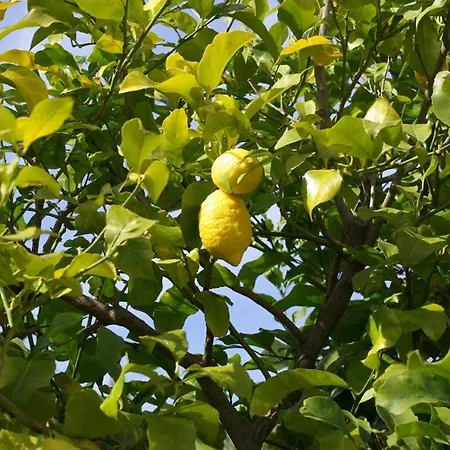 Nocleg ze śniadaniem Dei Limoni