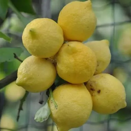 Nocleg ze śniadaniem Dei Limoni *