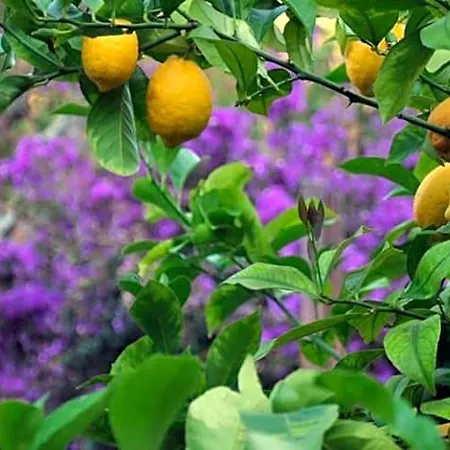 Dei Limoni Couette-café SantʼAndrea