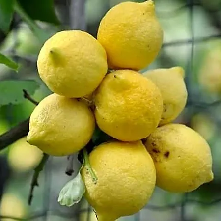 Dei Limoni SantʼAndrea