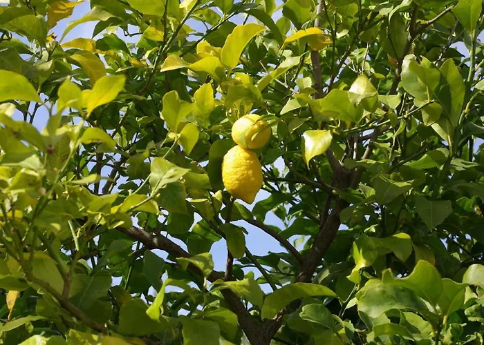 Bed & Breakfast Dei Limoni